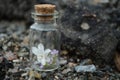 Spring flowers in a small jar.