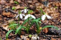 Spring Snowdrop Flowers Royalty Free Stock Photo