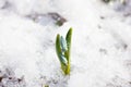 Spring flowers of snowdrop with water drops in spring forest on blue background of the sun and blurred bokeh lights Royalty Free Stock Photo