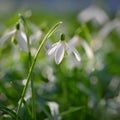 Spring flowers - snowdrops. Beautifully blooming in the grass at sunset. Amaryllidaceae - Galanthus nivalis Royalty Free Stock Photo