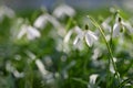 Spring flowers - snowdrops. Beautifully blooming in the grass at sunset. Amaryllidaceae - Galanthus nivalis Royalty Free Stock Photo