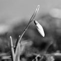 Spring flowers - snowdrops. Beautifully blooming in the grass at sunset. Amaryllidaceae - Galanthus nivalis Royalty Free Stock Photo