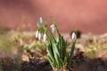 Spring flowers - snowdrops. Beautifully blooming in the grass at sunset. Amaryllidaceae - Galanthus nivalis Royalty Free Stock Photo