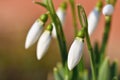 Spring flowers - snowdrops. Beautifully blooming in the grass at sunset. Amaryllidaceae - Galanthus nivalis Royalty Free Stock Photo