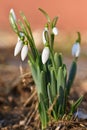 Spring flowers - snowdrops. Beautifully blooming in the grass at sunset. Amaryllidaceae - Galanthus nivalis Royalty Free Stock Photo