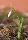 Spring flowers - snowdrops. Beautifully blooming in the grass at sunset. Amaryllidaceae - Galanthus nivalis Royalty Free Stock Photo