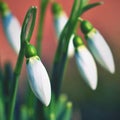 Spring flowers - snowdrops. Beautifully blooming in the grass at sunset. Amaryllidaceae - Galanthus nivalis Royalty Free Stock Photo