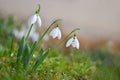 Spring flowers - snowdrops. Beautifully blooming in the grass at sunset. Amaryllidaceae - Galanthus nivalis Royalty Free Stock Photo