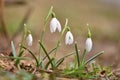 Spring flowers - snowdrops. Beautifully blooming in the grass at sunset. Amaryllidaceae - Galanthus nivalis Royalty Free Stock Photo