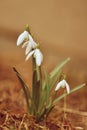 Spring flowers - snowdrops. Beautifully blooming in the grass at sunset. Amaryllidaceae - Galanthus nivalis Royalty Free Stock Photo