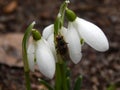 Spring flowers of snowdrops close up Royalty Free Stock Photo
