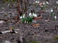Spring flowers of snowdrops close up Royalty Free Stock Photo