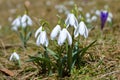 Spring flowers, snowdrops