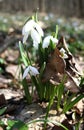 spring flowers, snowdrops, forest flowers