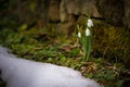Spring flowers snowdrops Galanthus nivalis popping out of the snow