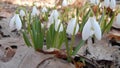 Spring flowers snowdrops tight plan