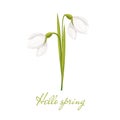 Spring flowers. Snowdrops vector illustration. Snowdrops blooming through the snow. Royalty Free Stock Photo