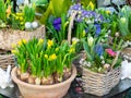 Spring flowers sold on the street. Flowers in ceramic pots. Easter fair on the streets of Vienna Royalty Free Stock Photo