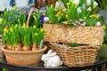 Spring flowers sold on the street. Flowers in ceramic pots. Easter fair on the streets of Vienna Royalty Free Stock Photo