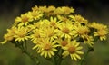 Spring Flowers - Spring flowers set against a natural background