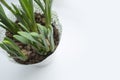 Spring flowers. spring still-life with sprouts of narcissus. green leaves