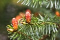 Spring flowers on Spruce or Picea abies Royalty Free Stock Photo