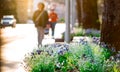 Spring flowers beside the street in the city on blurred people walking and car driving on the road. Beautiful white and purple