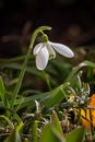 Spring flowers on a sunny March day