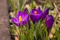 Spring flowers on a sunny March day