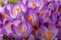 Spring flowers on a sunny March day