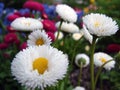 Spring Flowers at Temple Square