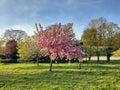 Spring flowers tree in Royalty Free Stock Photo