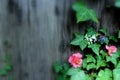 Spring flowers on the tree ivy Royalty Free Stock Photo