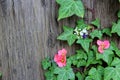 Spring flowers on the tree ivy Royalty Free Stock Photo