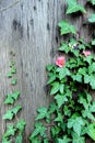 Spring flowers on the tree ivy Royalty Free Stock Photo