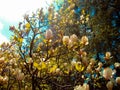 Spring flowers on a tree Royalty Free Stock Photo