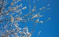 Spring flowers. Tree white cherry blossom on the blue sky background. Copy space and close up Royalty Free Stock Photo