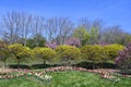 Spring flowers and trees in Kurpark Oberlaa Royalty Free Stock Photo