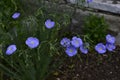 Spring flowers on trees and plants.