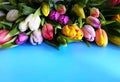 Spring flowers Tulip colorful festive  bouquet  on blue background Royalty Free Stock Photo