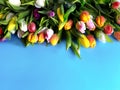 Spring flowers Tulip colorful festive  bouquet  on blue background Royalty Free Stock Photo