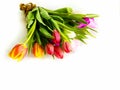 Spring flowers Tulip colorful flowers festive bouquet Royalty Free Stock Photo