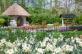 Spring Flowers in Tulip Garden Keukenhof, Lisse, Netherlands.