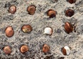 Spring flowers tulip varieties bulbs in the flower bed with soil and sand. Royalty Free Stock Photo