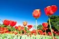 Spring flowers, tulips in the blue sky Royalty Free Stock Photo