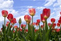 Spring flowers tulips in blue sky Royalty Free Stock Photo
