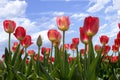 Spring flowers tulips in blue sky