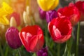 Spring flowers and tulips born into existance in April and May w