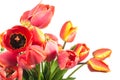 Spring flowers Royalty Free Stock Photo