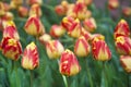 Spring flowers tulips under the snow in late April Royalty Free Stock Photo